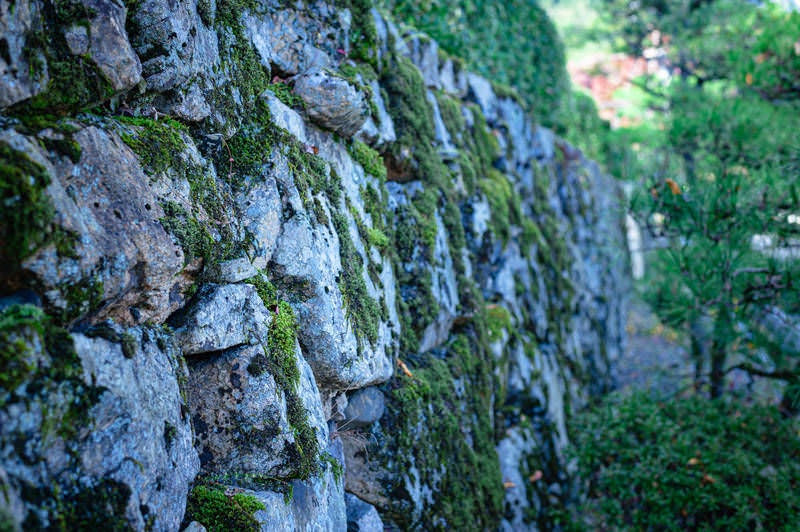 苔生す石垣の写真