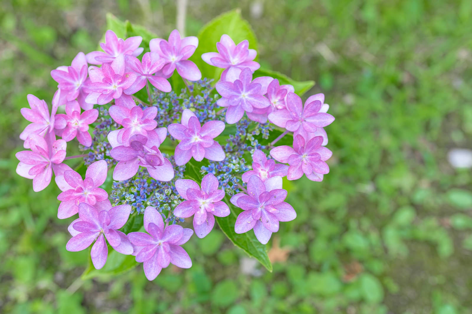 「道端に咲くガク紫陽花」の写真