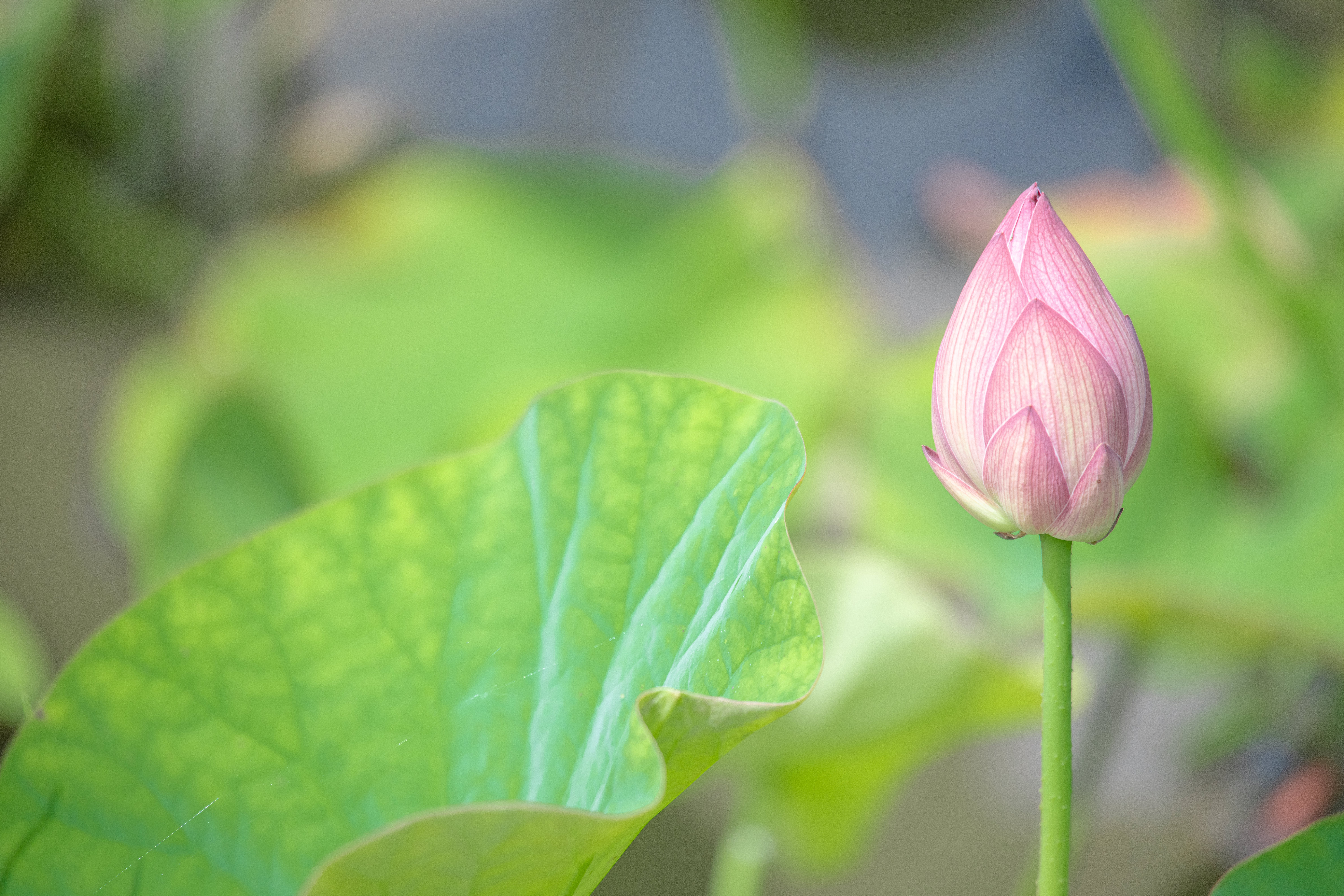 開花前のハスの蕾の無料の写真素材 - ID.80129｜フリー素材 ぱくたそ