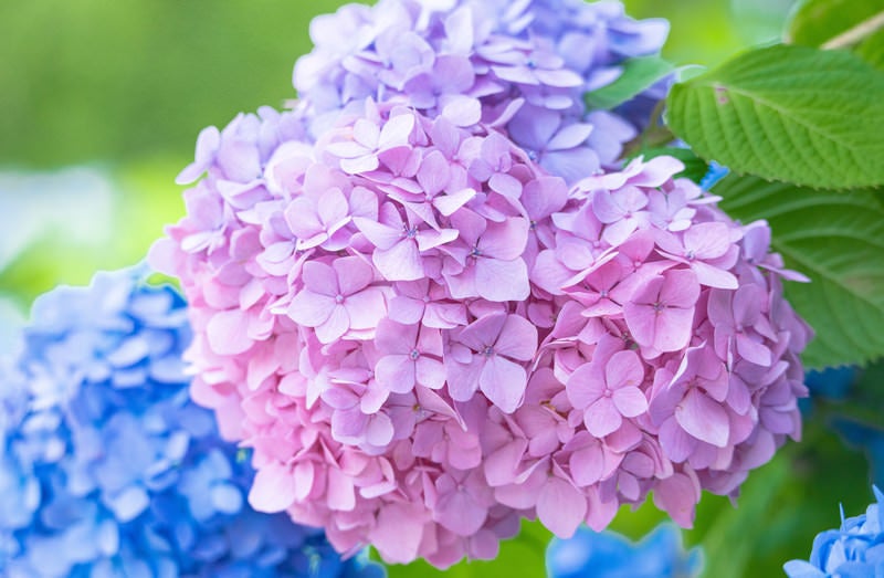 複数の色を持つ紫陽花の花の写真