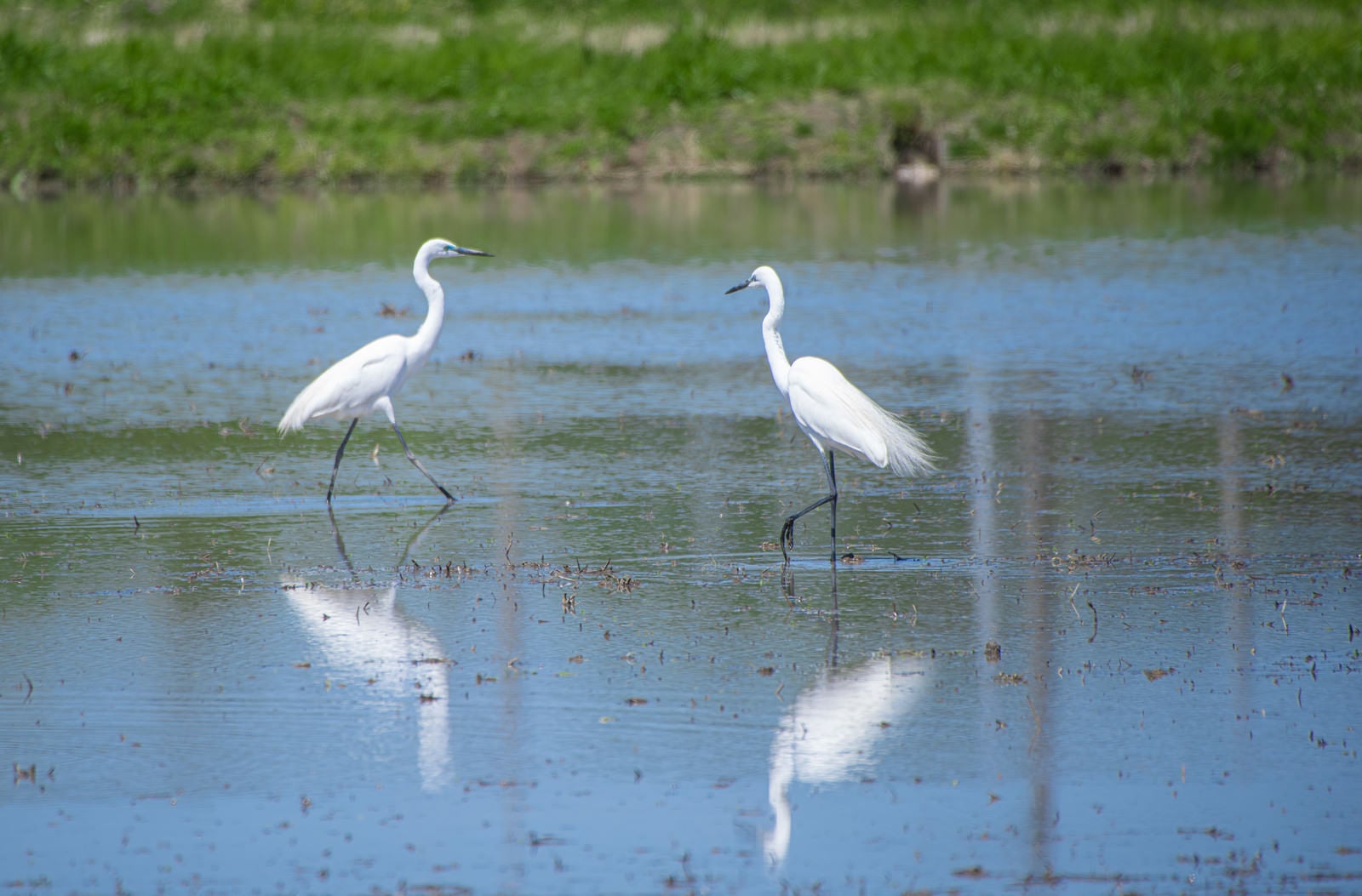 水田の水面に立つ白いダイサギ2羽とその反射