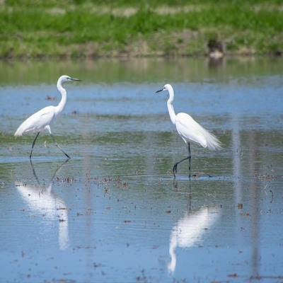 水田に映るダイサギの写真
