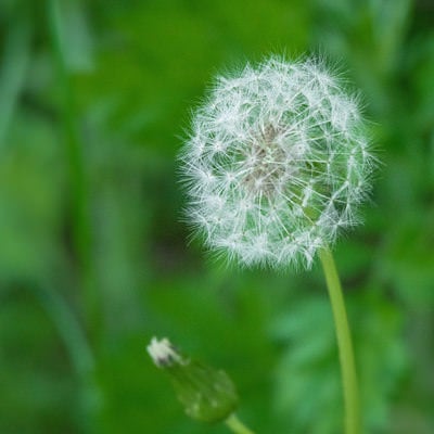 タンポポの綿毛が風に舞うの写真