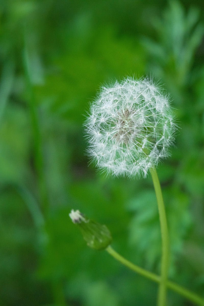 タンポポの綿毛が風に舞う