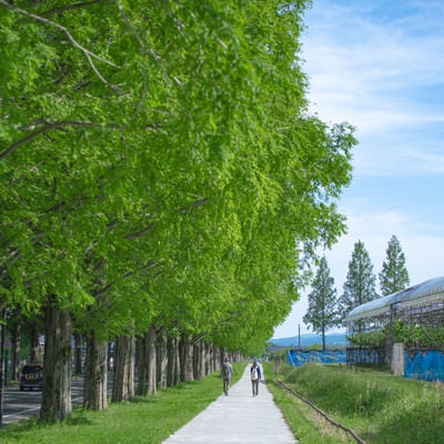 青いメタセンコヤの並木歩道の写真
