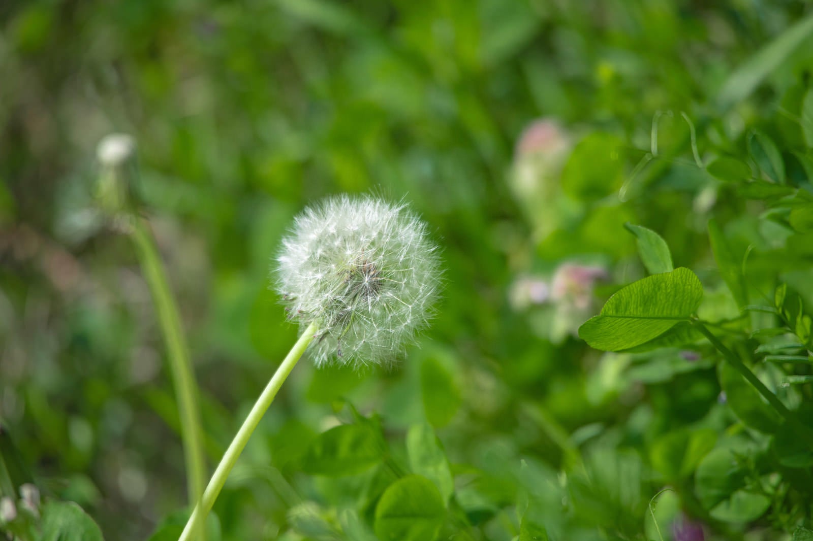 Close-up of a dandelion with round white seedhead in a green grass field