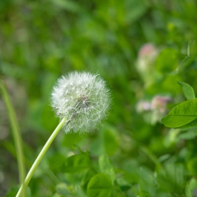 草むらに立つタンポポの綿毛の写真