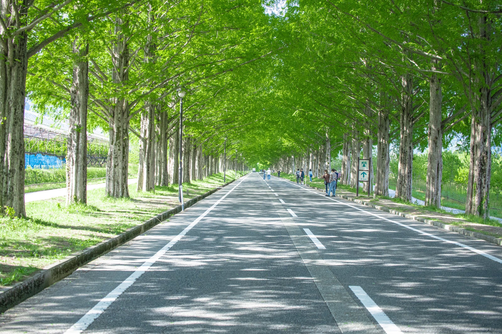 「青々と茂るメタセコイヤの影が落ちる車道」の写真