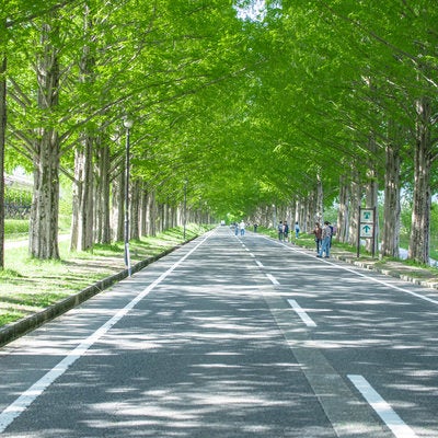 青々と茂るメタセコイヤの影が落ちる車道の写真