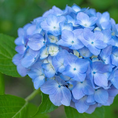 大きなガクの間に見え隠れする小さな紫陽花の写真