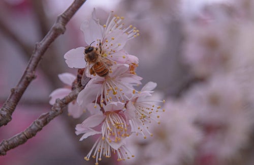 ▲花の蜜を採取するミツバチの写真