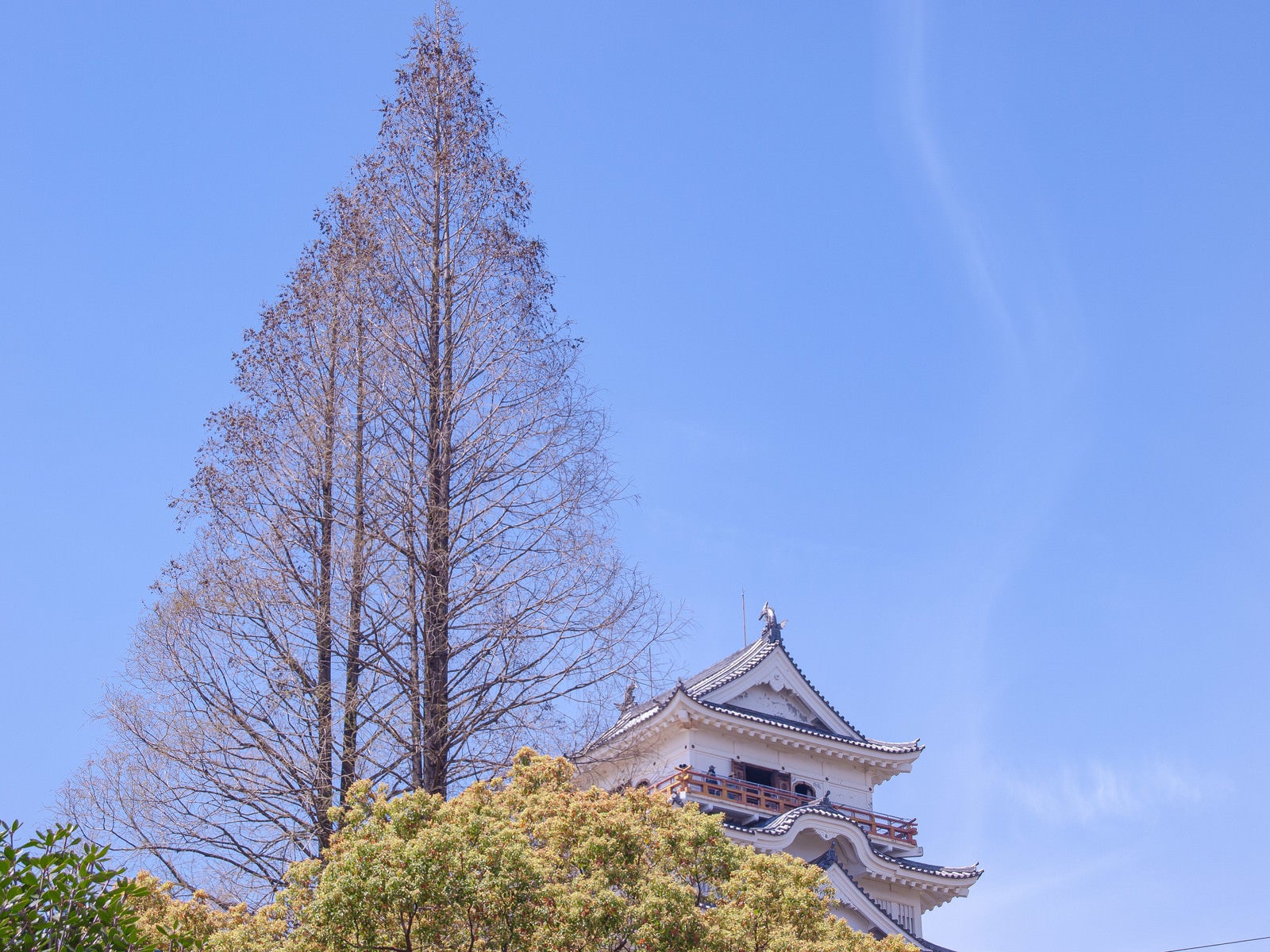 「針葉樹と日本の城」の写真