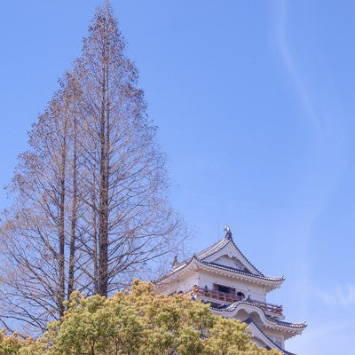 針葉樹と日本の城の写真