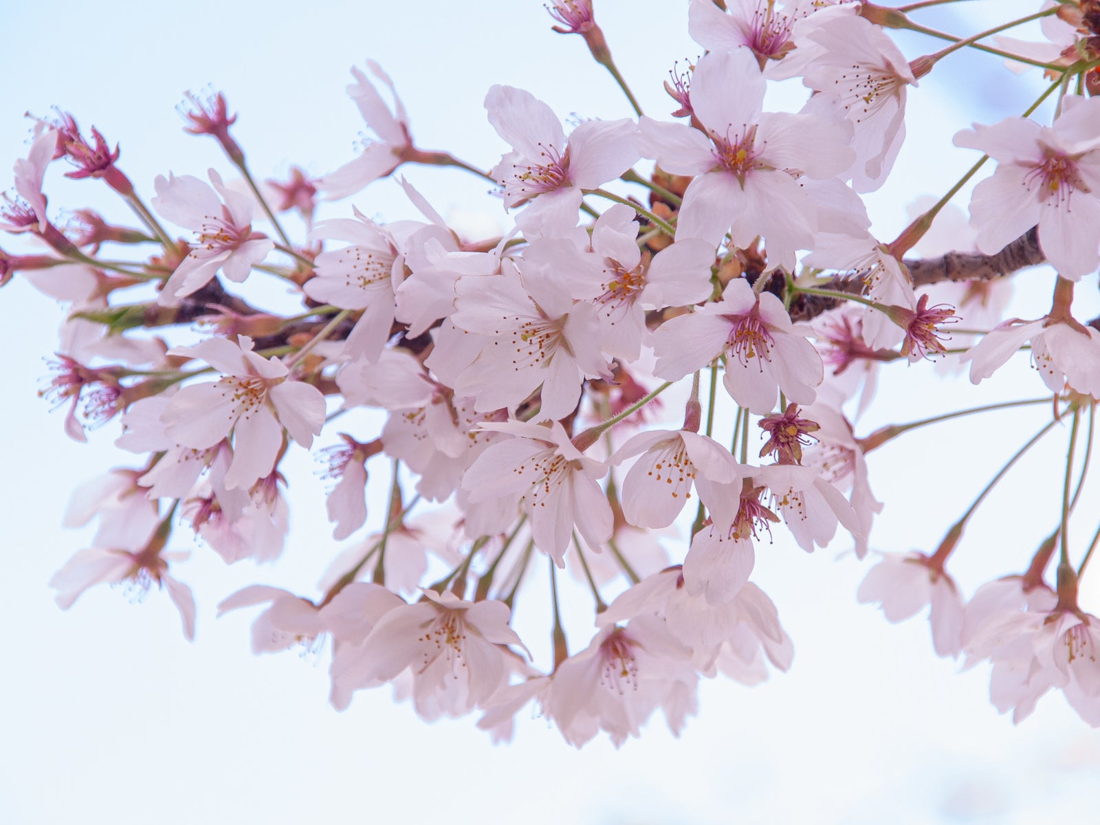 下から見上げた満開の桜の枝。ピンク色の花が密集し、青空が背景。