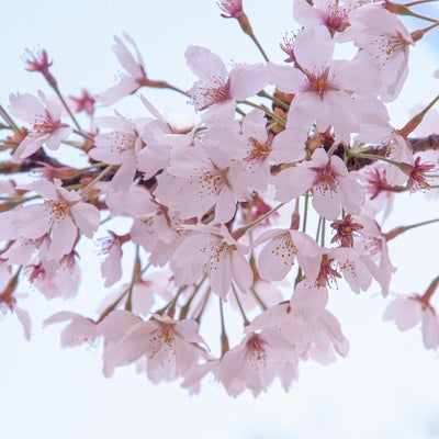 逆光で輝く桜の満開の花房の写真
