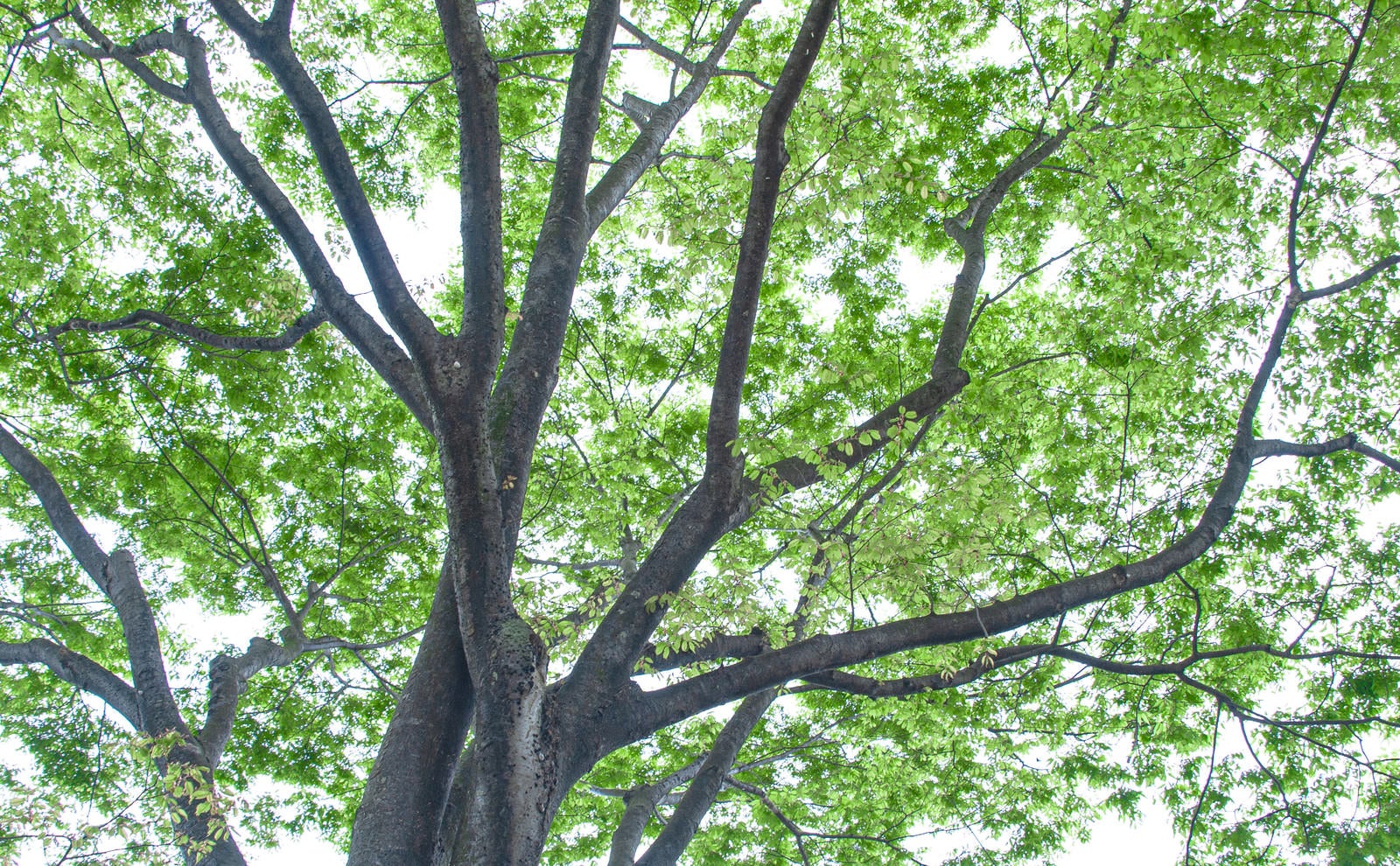 「空へ伸びる新緑の枝ぶり」の写真