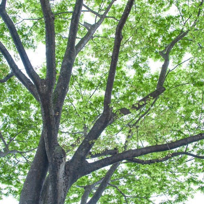空へ伸びる新緑の枝ぶりの写真