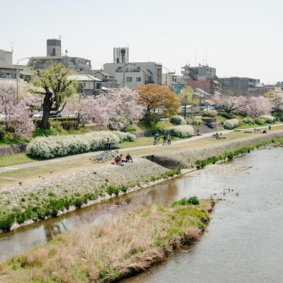 鴨川桜のほのぼのの写真