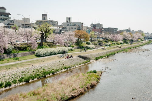 鴨川桜のほのぼのの写真