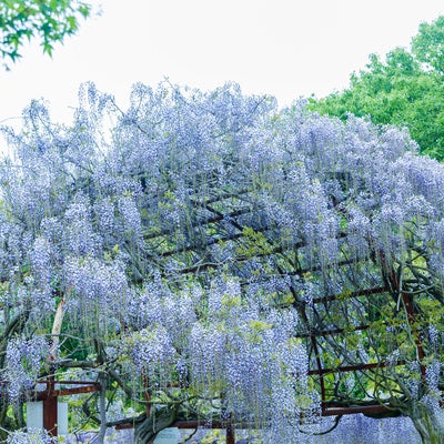 しだれる藤の花の写真