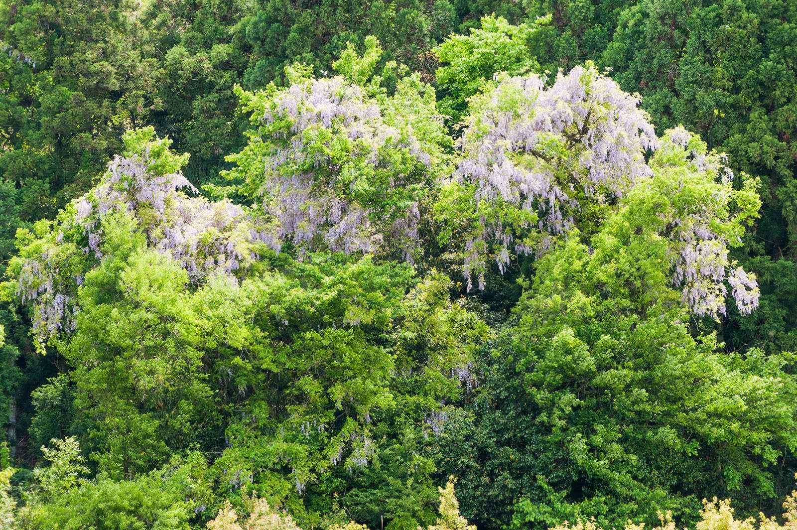 「開花する藤の樹」の写真