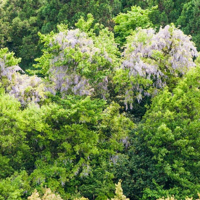 開花する藤の樹の写真