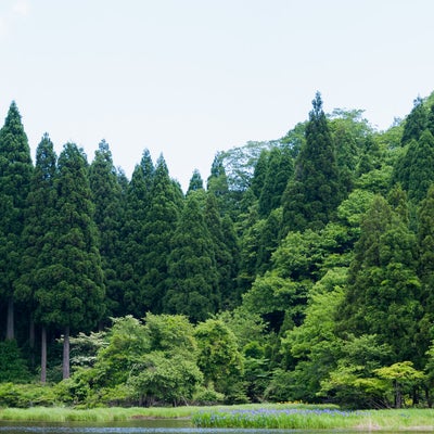 深い森に囲まれた自然の湖の写真