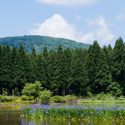 湿原に群生する草花の写真