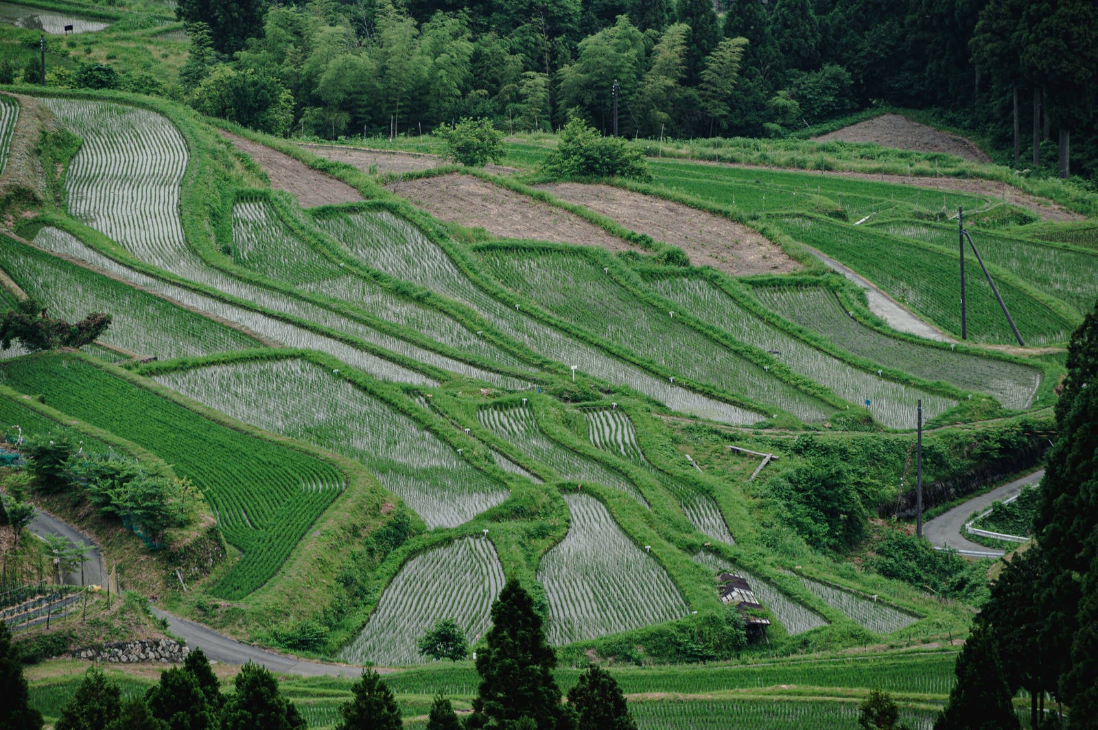 緑豊かな山間部に階段状に広がる田植え後の棚田風景