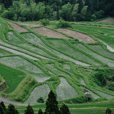 田植え後の階段状に広がる棚田の風景の写真