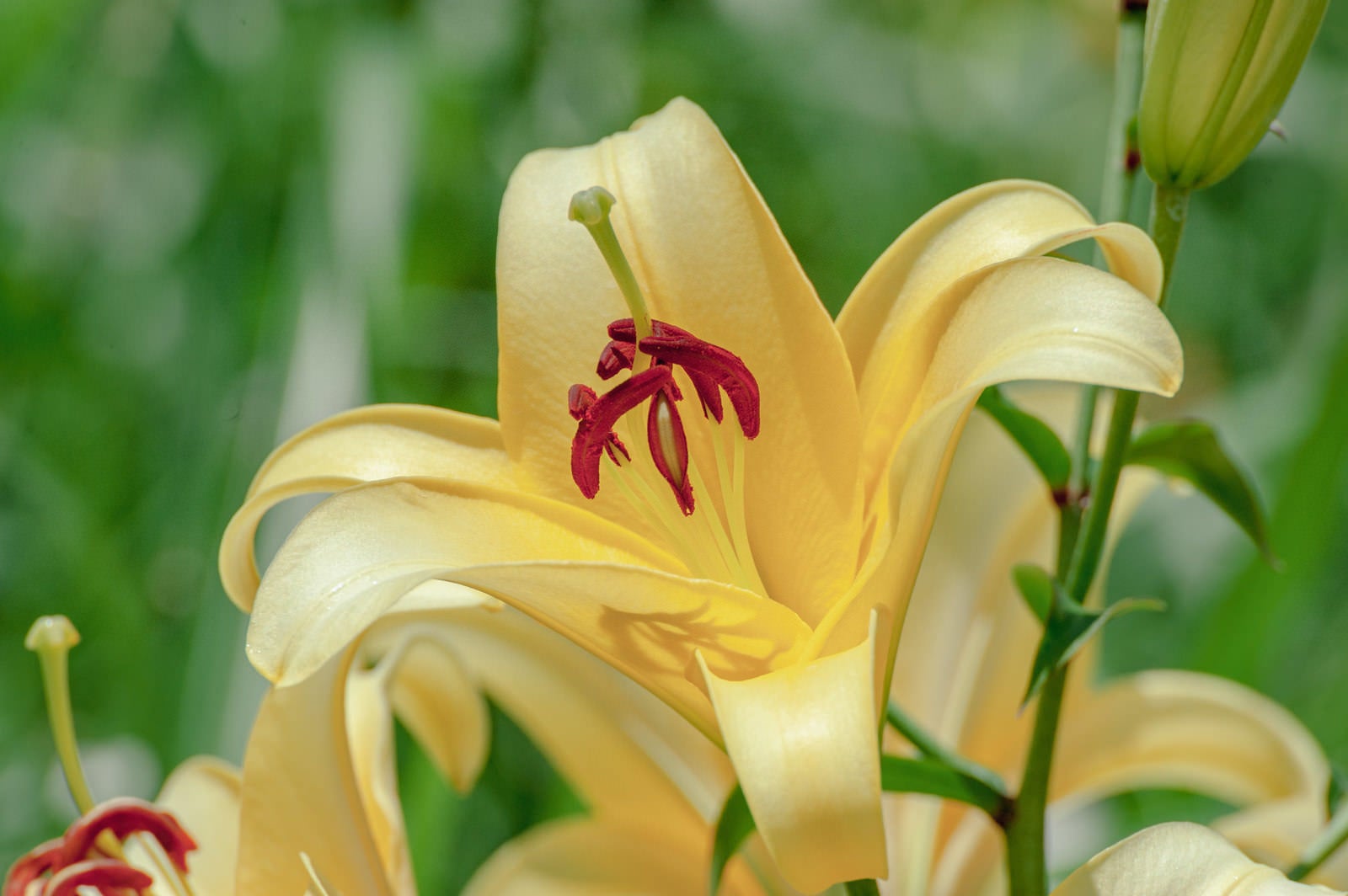 「百合の花」の写真
