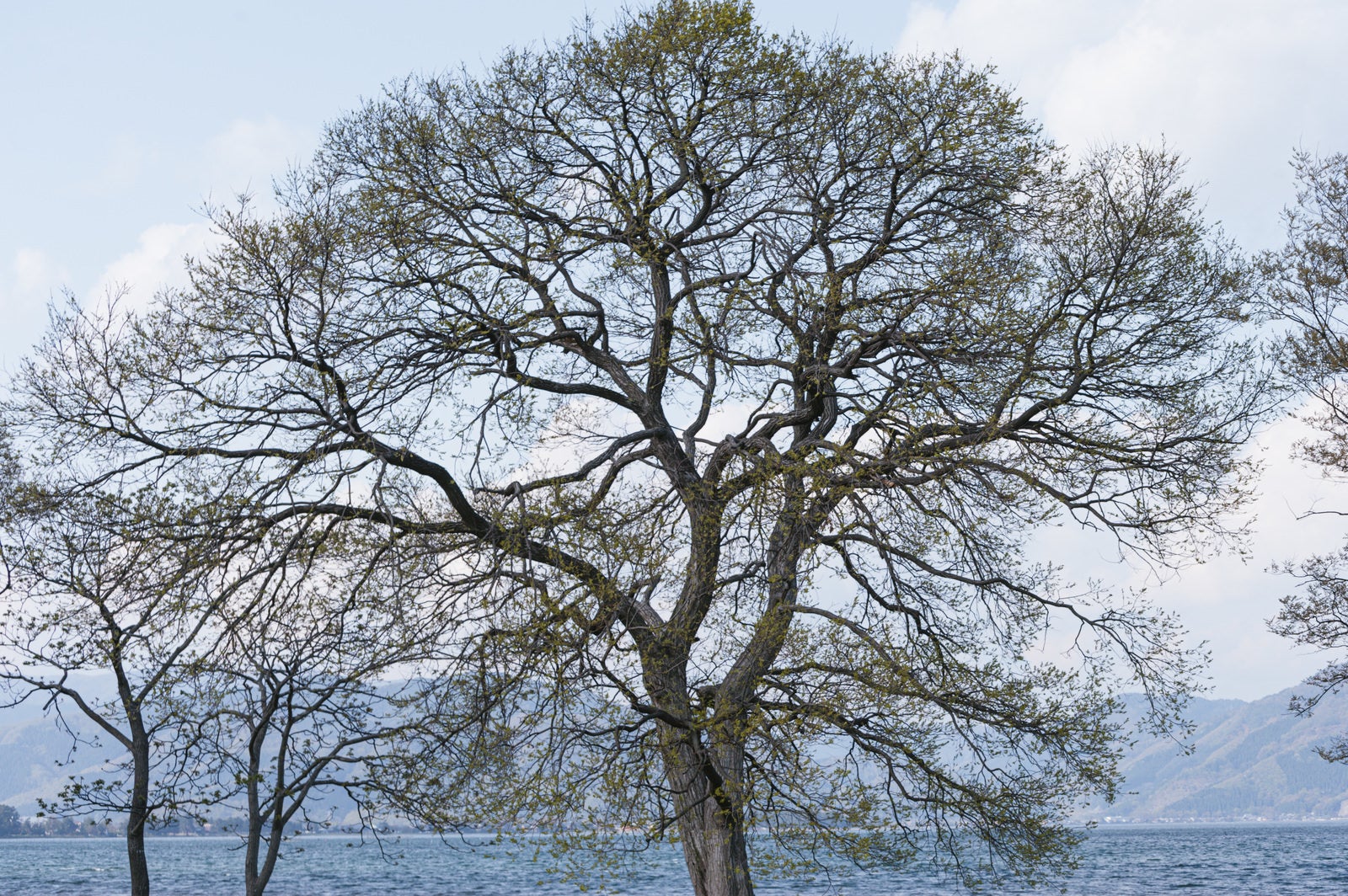 「見事な樹木」の写真