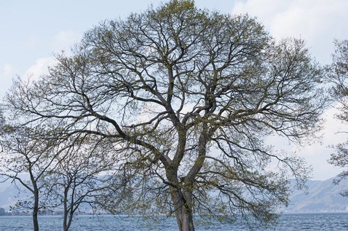見事な樹木の写真