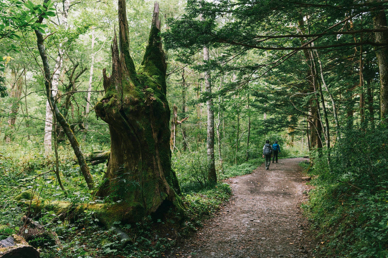 「上高地から横尾へ向かう遊歩道の森」の写真