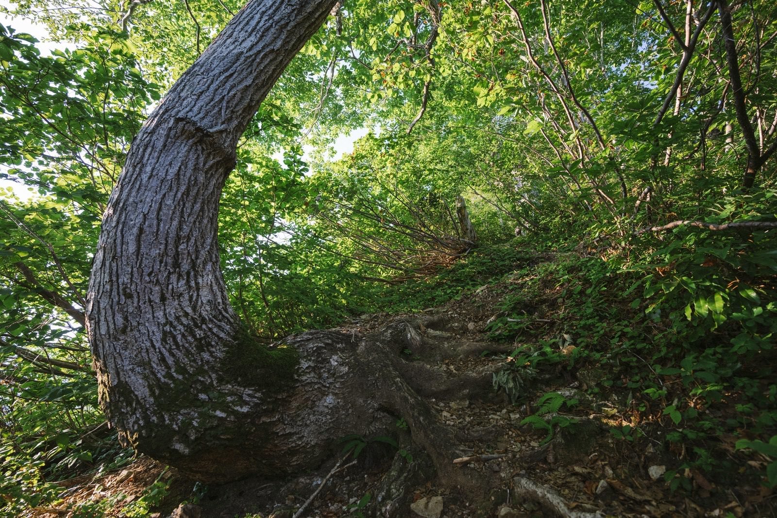 「梶川尾根の曲がりくねった巨木と登山道」の写真