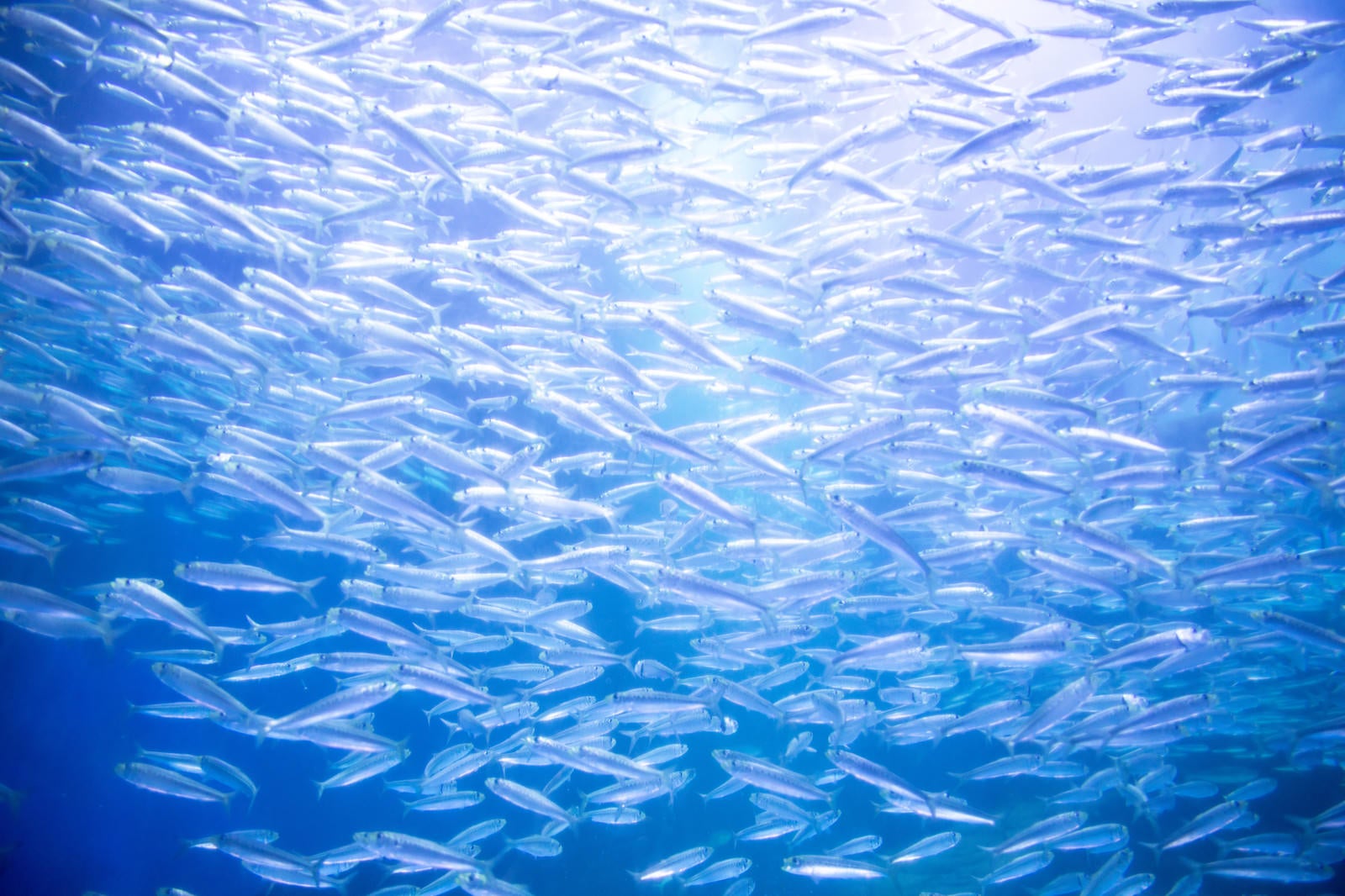 「水槽内で群れる魚」の写真