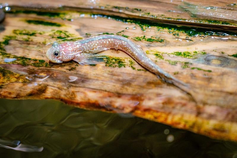 ヨダレカケ（魚）の写真