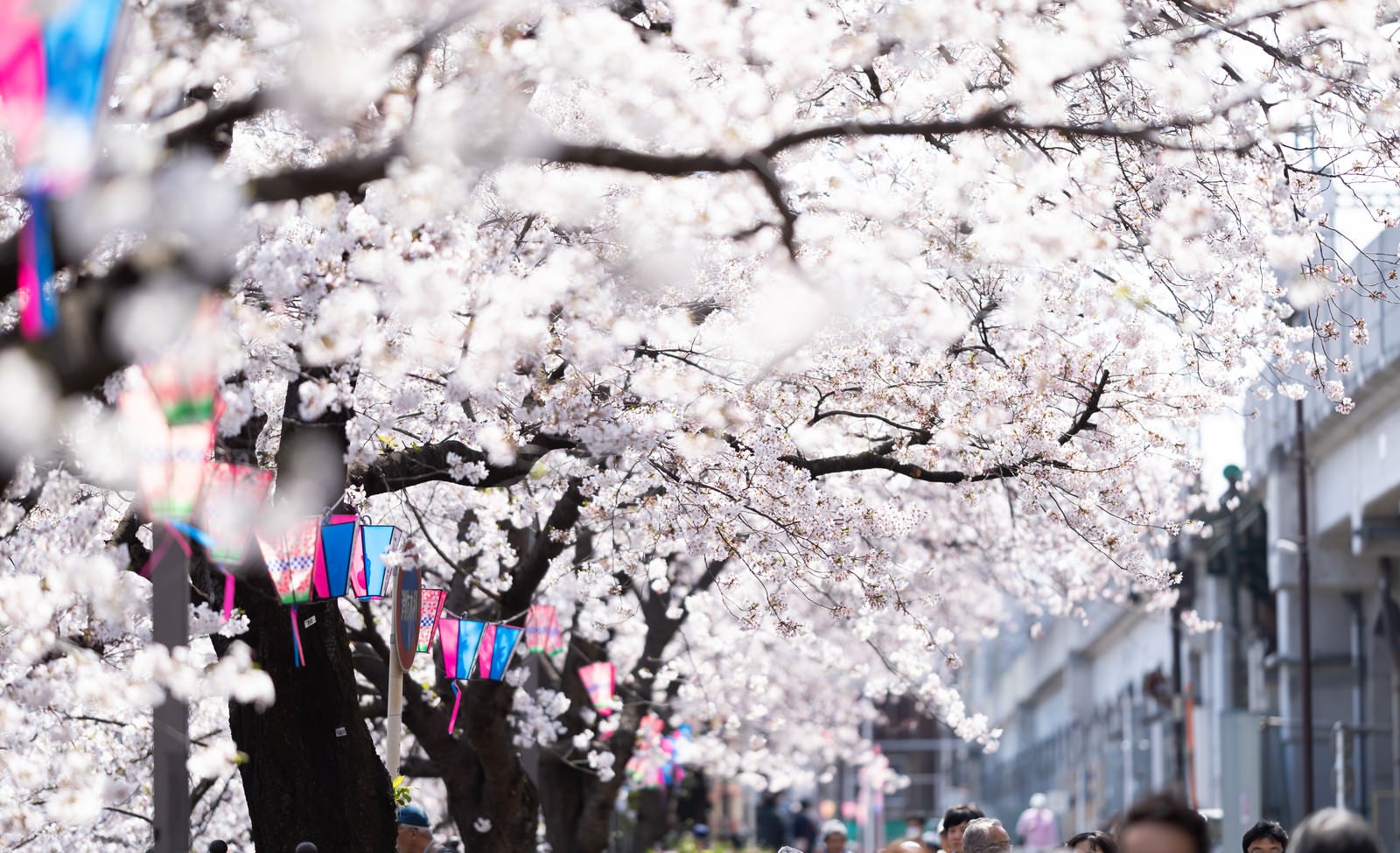 「満開の桜並木（大岡川桜まつり）」の写真