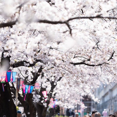 満開の桜並木（大岡川桜まつり）の写真