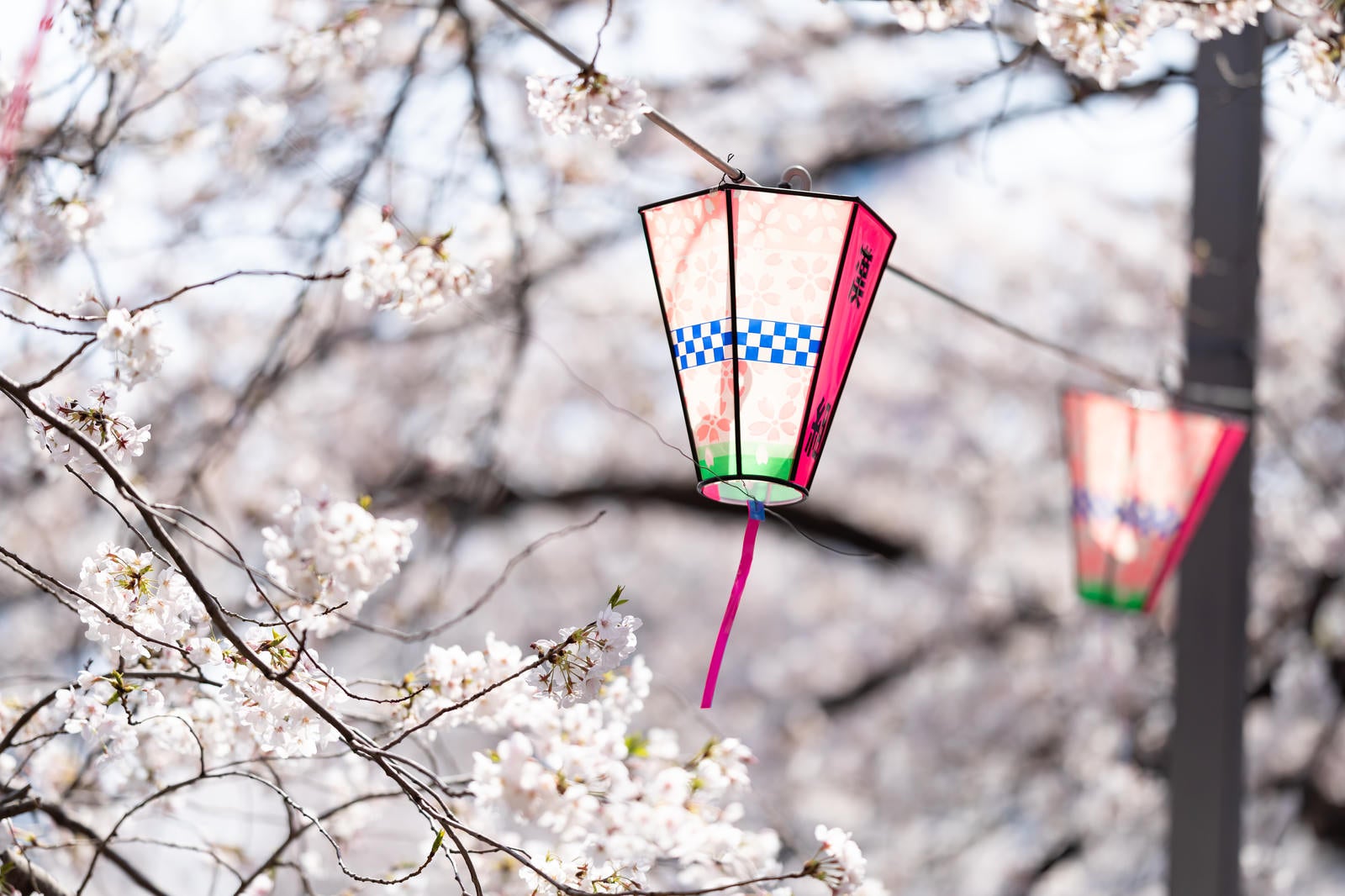 「大岡川桜まつりの桜とぼんぼり（神奈川県）」の写真