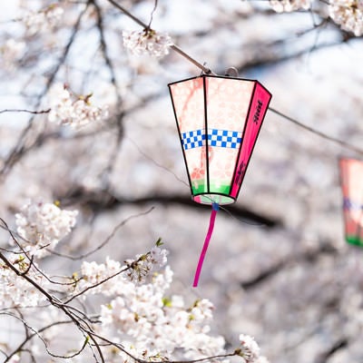 大岡川桜まつりの桜とぼんぼり（神奈川県）の写真
