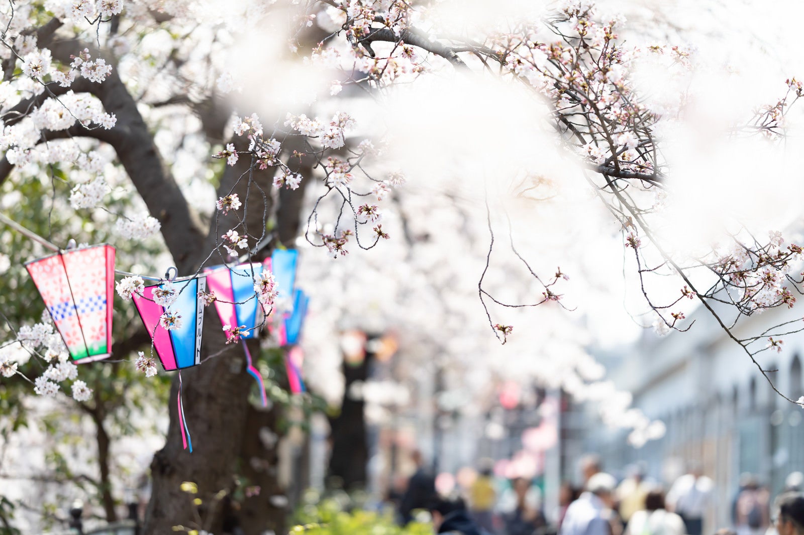 「風に揺らめく桜とぼんぼり（大岡川桜まつり）」の写真