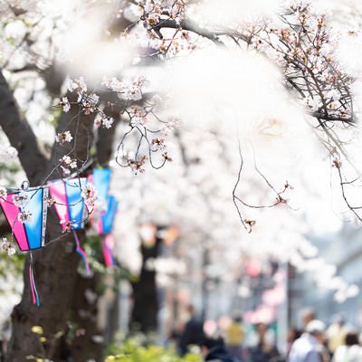 風に揺らめく桜とぼんぼり（大岡川桜まつり）の写真