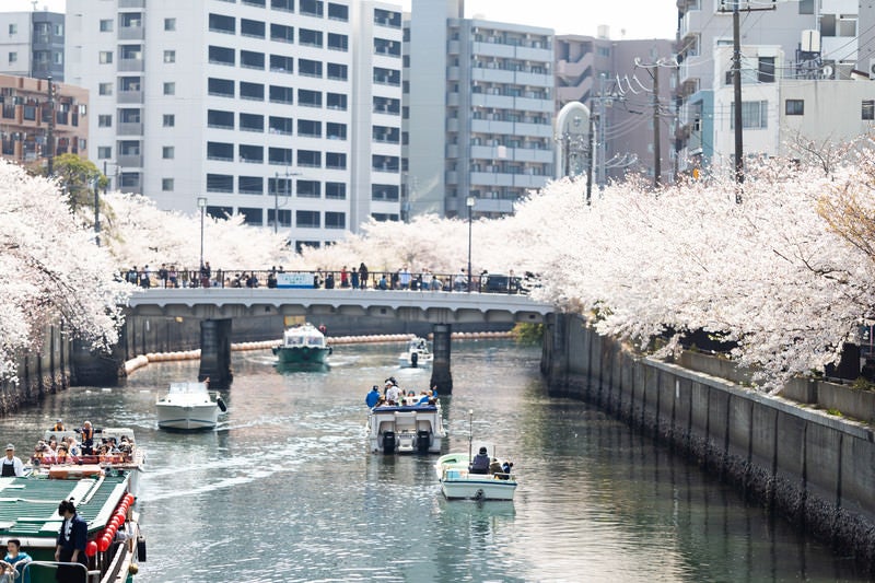 お花見クルーズする屋形船（大岡川桜まつり）の写真