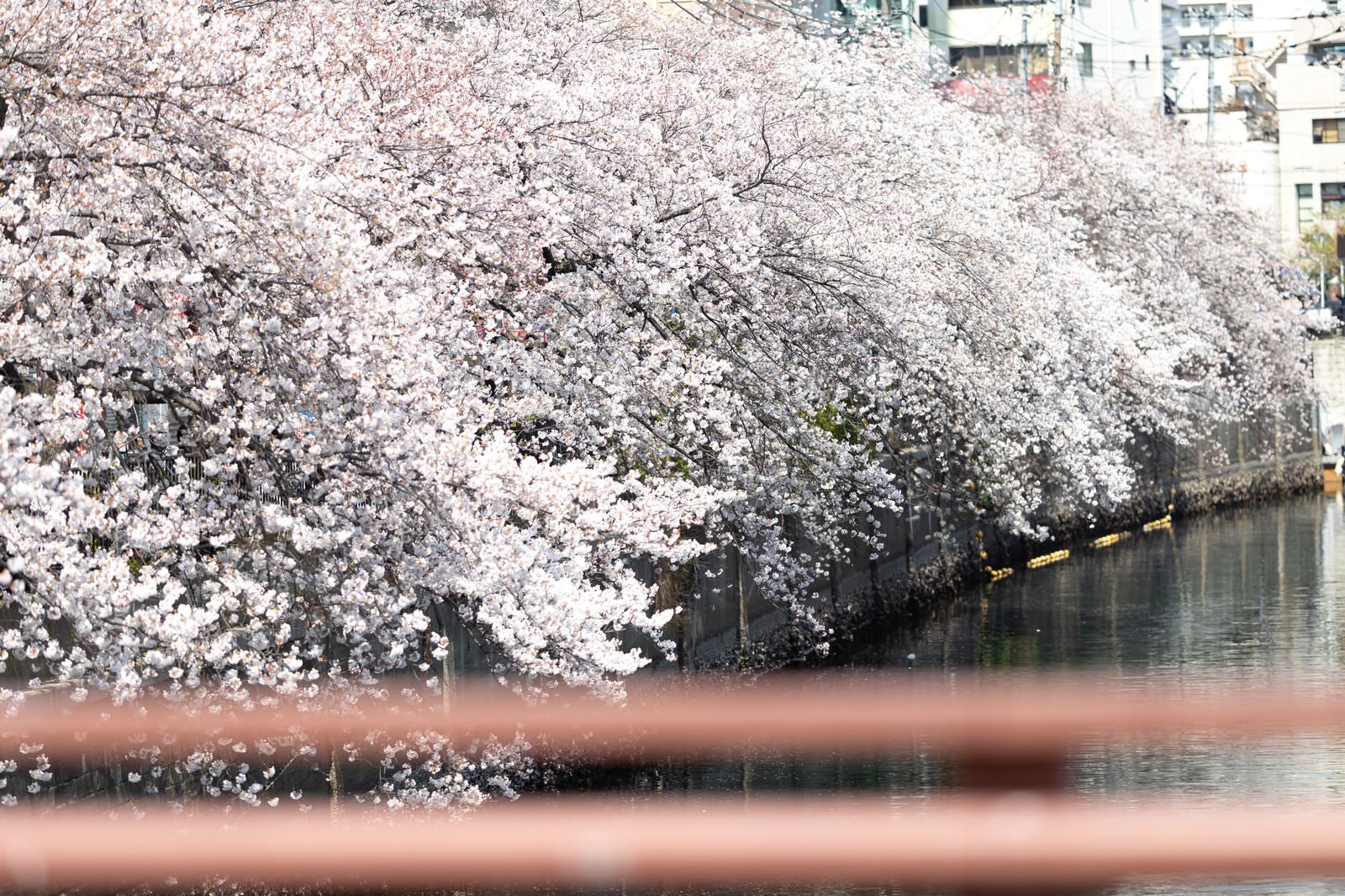 「大岡川沿いの満開の桜（神奈川県）」の写真