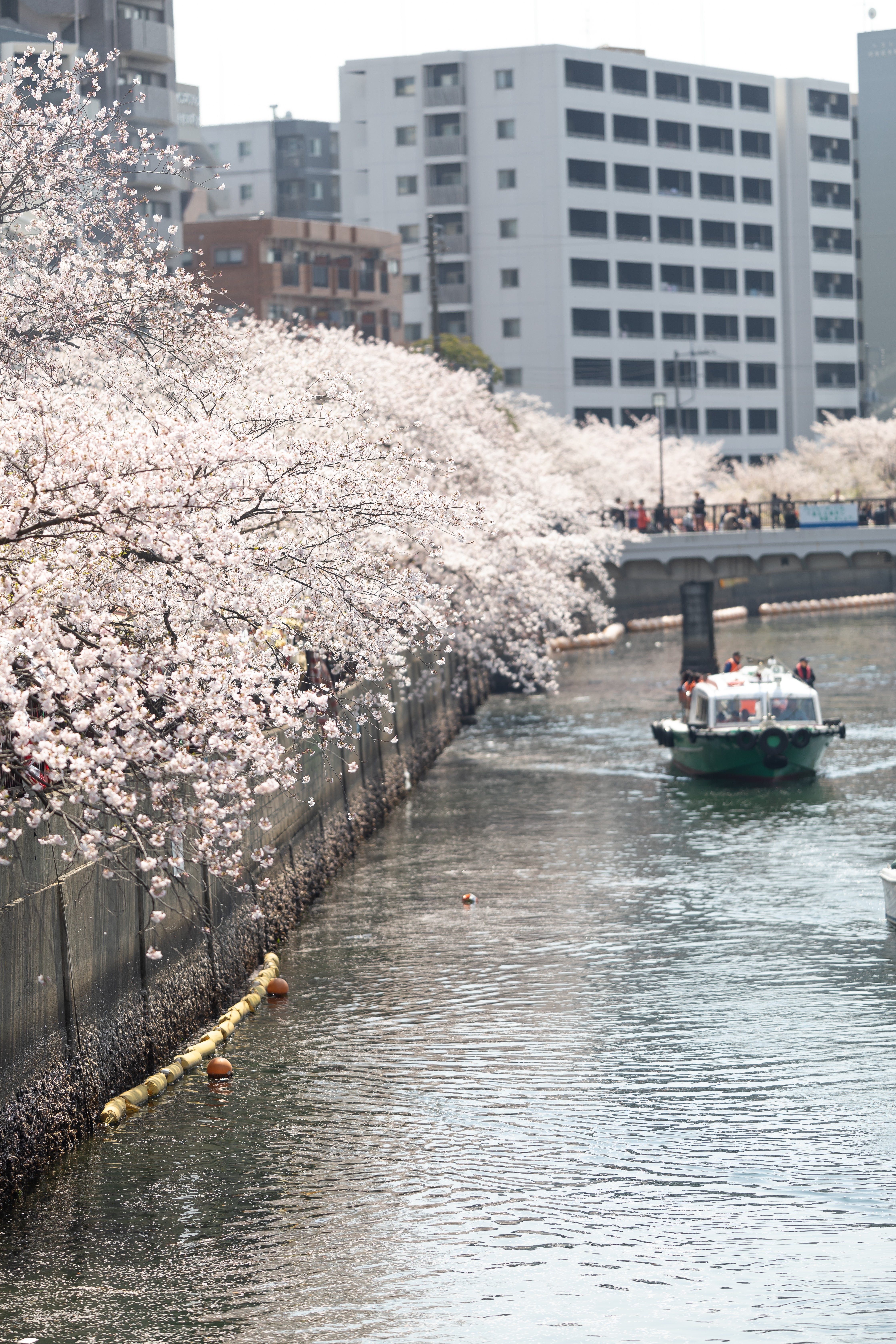 sakura19049FTHG7297.jpg?& sakura19049FTHG7297.jpg?&