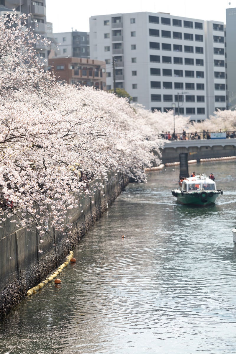 「大岡川沿いに咲く桜並木と屋形船（神奈川県）」の写真