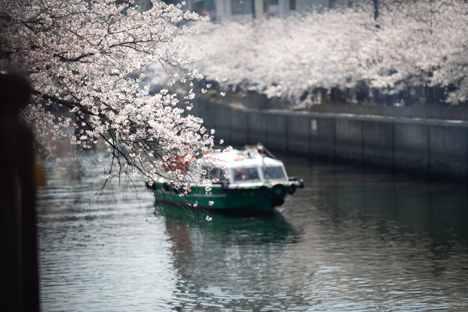 「花見をしながら大岡川を下る屋形船」の写真