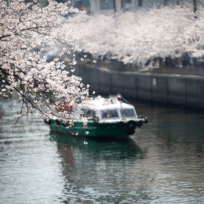 花見をしながら大岡川を下る屋形船の写真
