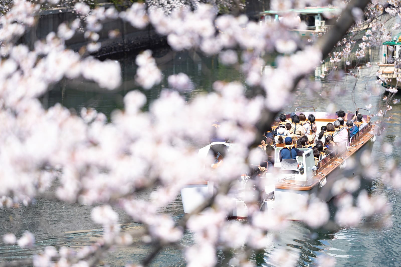「満開の桜越しに見る屋形船（大岡川桜まつり）」の写真